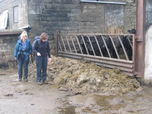 14_04-1.JPG - Cows! (and Sue and Agni) For some reason Sue decided to jump into the slurry...