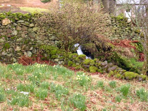 DSCN1237.JPG - Daffs out, it must be spring