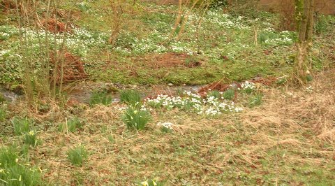 DSCN1238.JPG - Snowdrops too