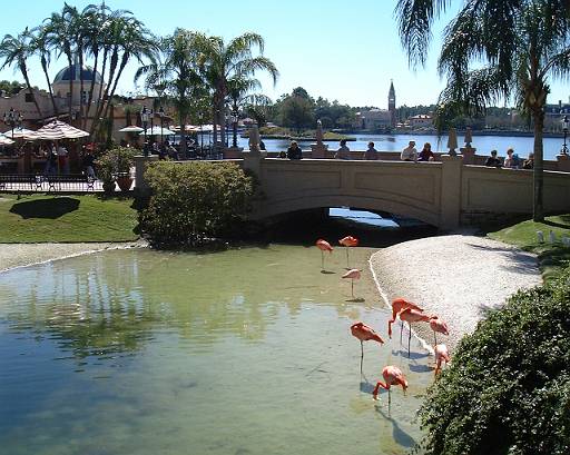 EPCOTFlamingos.jpg