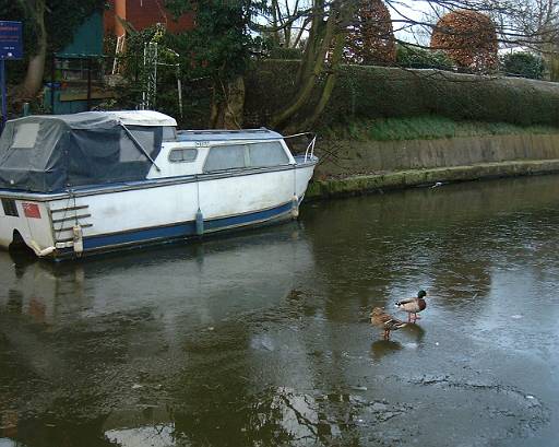 dscf0010.jpg - Perhaps a little bit more than frosty? These ducks look a little bewildered.