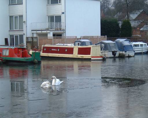 dscf0011.jpg - The swans have a hole in the ice of their very own. Near the London Bridge pub.