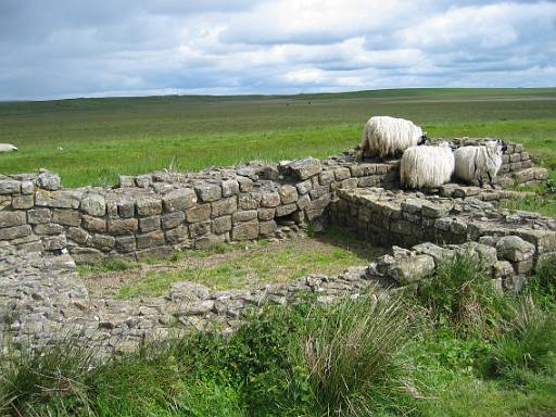 10_50-1.jpg - Sheep on turret. Don't they know how to respect an ancient monument?