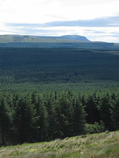 12_40-1.jpg - Pen-y-ghent viewed over the conifer plantation