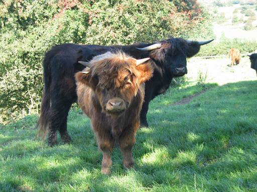 14_06-1.jpg - Highland Cattle by the A523