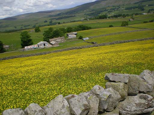 11_30-1.jpg - Fields of buttercups near Hawes