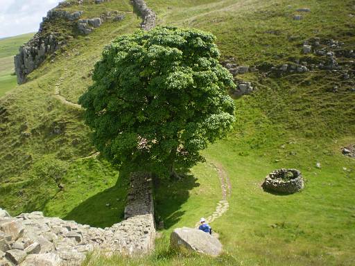 09_22-1.jpg - The tree that Kevin Costnet swings out of in "Robin Hood"