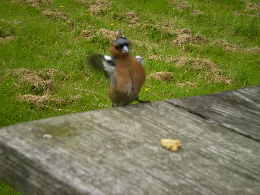 11_30-2.jpg - One of the very friendly chaffinch's in Kielder Forest