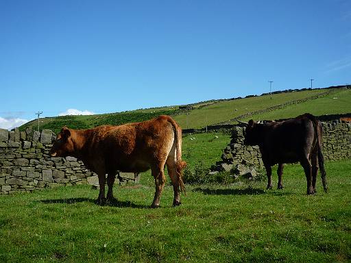 09_45-1.jpg - Cows near Howarth on a really hot day. Not many of those so far this year.