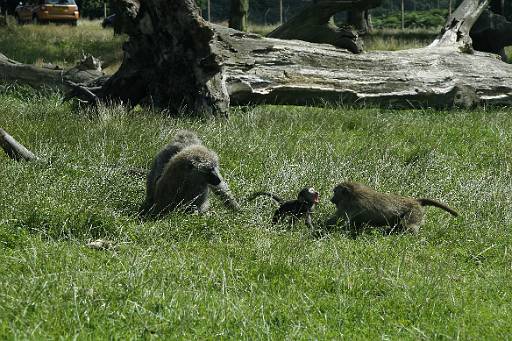11_41-2.jpg - Young baboon playing with elders
