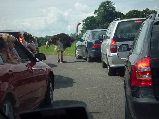 11_59-1.jpg - Ostrich stops the traffic