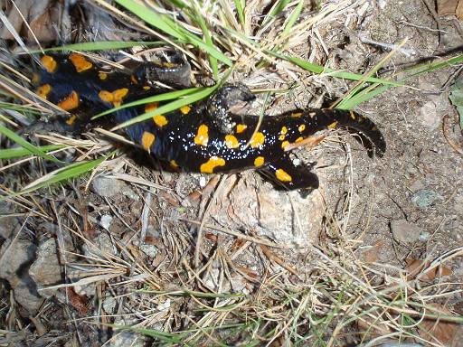 06_25-1.jpg - Fire salamander - exitting stage left