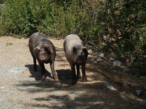 08_27-1.jpg - Pigs on the road at Pont d'E Casaccie. Probably not those that pinched my t-shirt and towel.