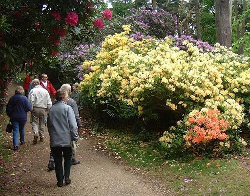 new_dscf0015.jpg - Sheringham Hall. Grandparents with rhododendrons.