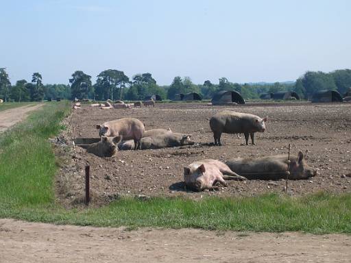 09_51-1.JPG - Plenty of pigs