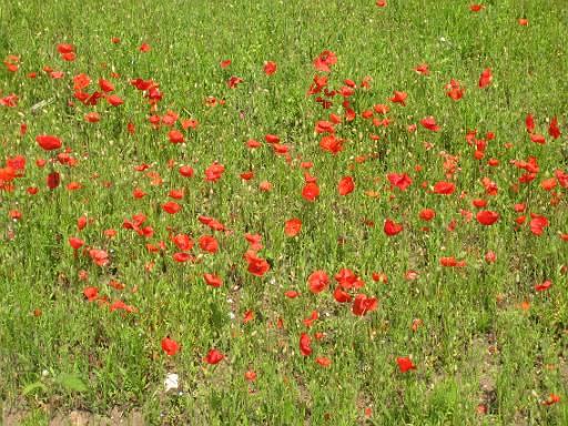 13_35-1.JPG - Poppy fields all around here