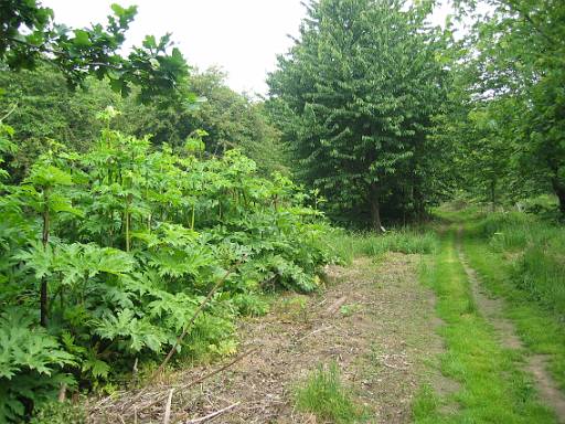 09_43-1.JPG - Giant hog weed. Fortunately well labelled with warning signs.