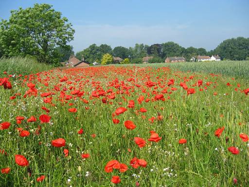 10_36-1.JPG - Poppys as I approach Little Cressingham