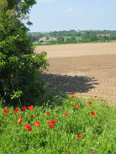 15_16-1.JPG - More poppys. This time approaching the final stop of the day at Castle Acre. I will be glad of a drink after another hot day.