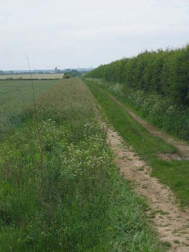 11_04-1.JPG - A first glimpse of a windmill. This is fairly typical of the views today - long straight paths. Fortunately I set off early and the weather did not turn very warm until 11am.